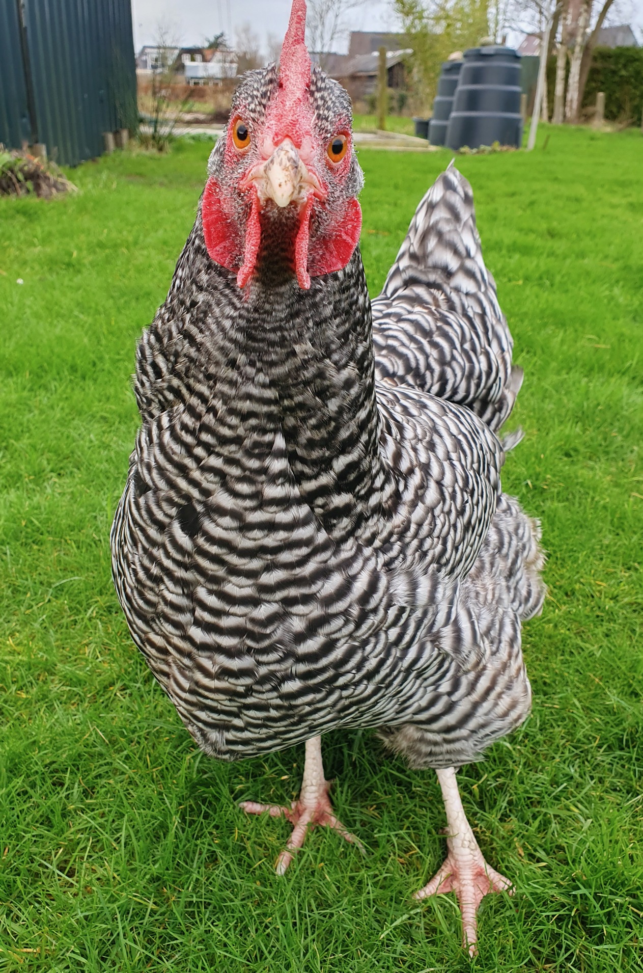 Zen.nl, Zen, meditatie, leren mediteren, foto